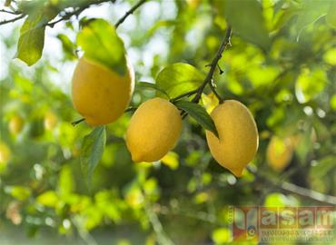 Limonun faydaları